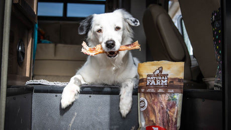 Are Natural Treats and Chews Good for Dogs?