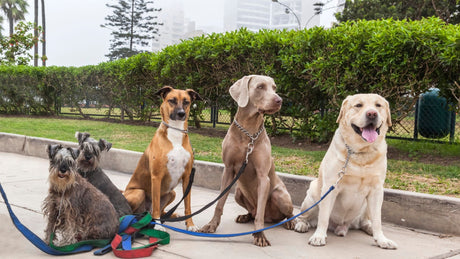 The Ultimate Guide to Choosing the Perfect Dog Breed for Your Lifestyle