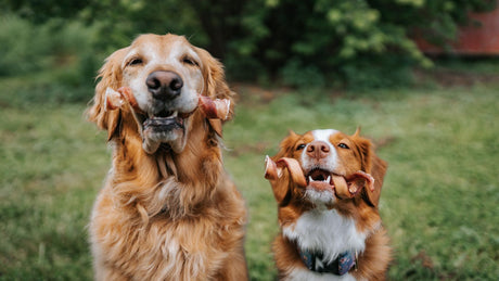 The Best Bully Sticks for Dogs & Puppies: A Complete Guide