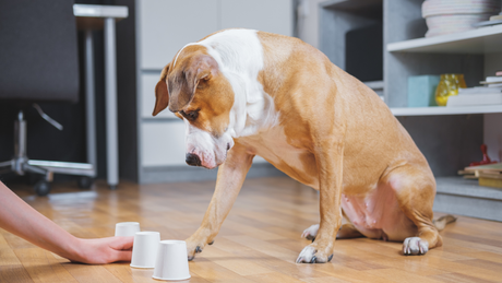 DIY Puzzle Toys and Brain Games for Dogs