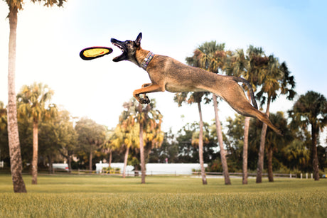 5 Easy Ways to Exercise Your Dog