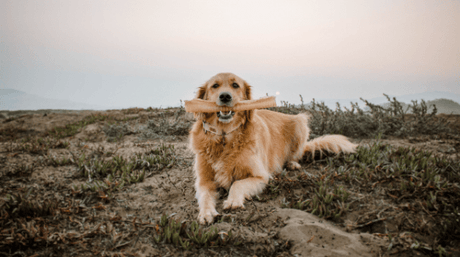Want to Keep Your Dog Moving? Give Them Glucosamine & Chondroitin!