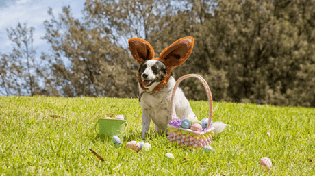 3 Ways to Make Easter a Memory that Your Dog Won’t Forget