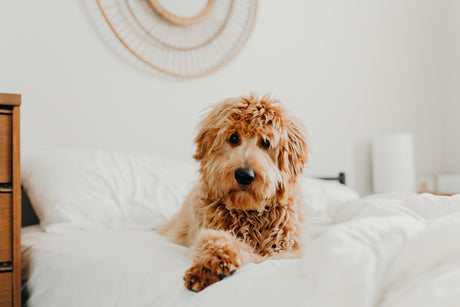 The Importance of Understanding Dog Food Labels