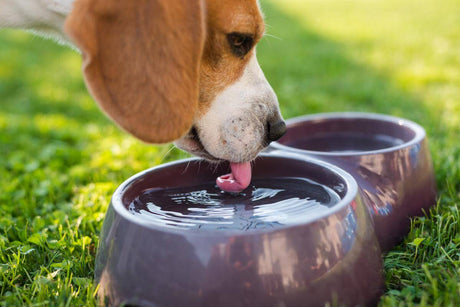 Hydration 101: How To Keep Your Dog Properly Hydrated