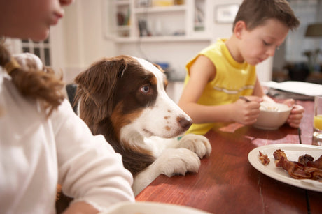 8 Foods Your Dog Should Not Eat