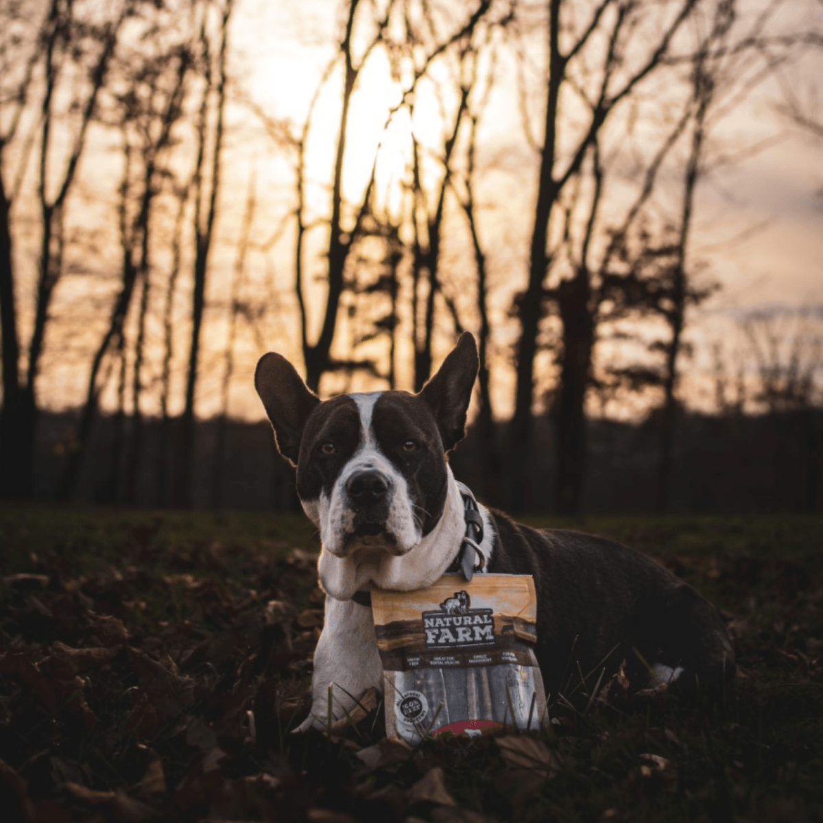 Beef Jerky Treats for Dogs Natural Farm Shop Beef Chews