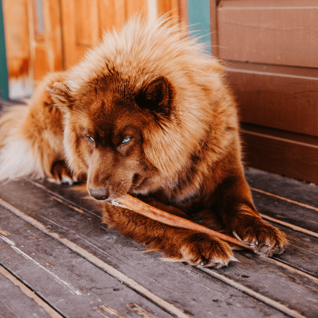 12 Inch Standard Bully Sticks Natural Farm Shop Bully Sticks