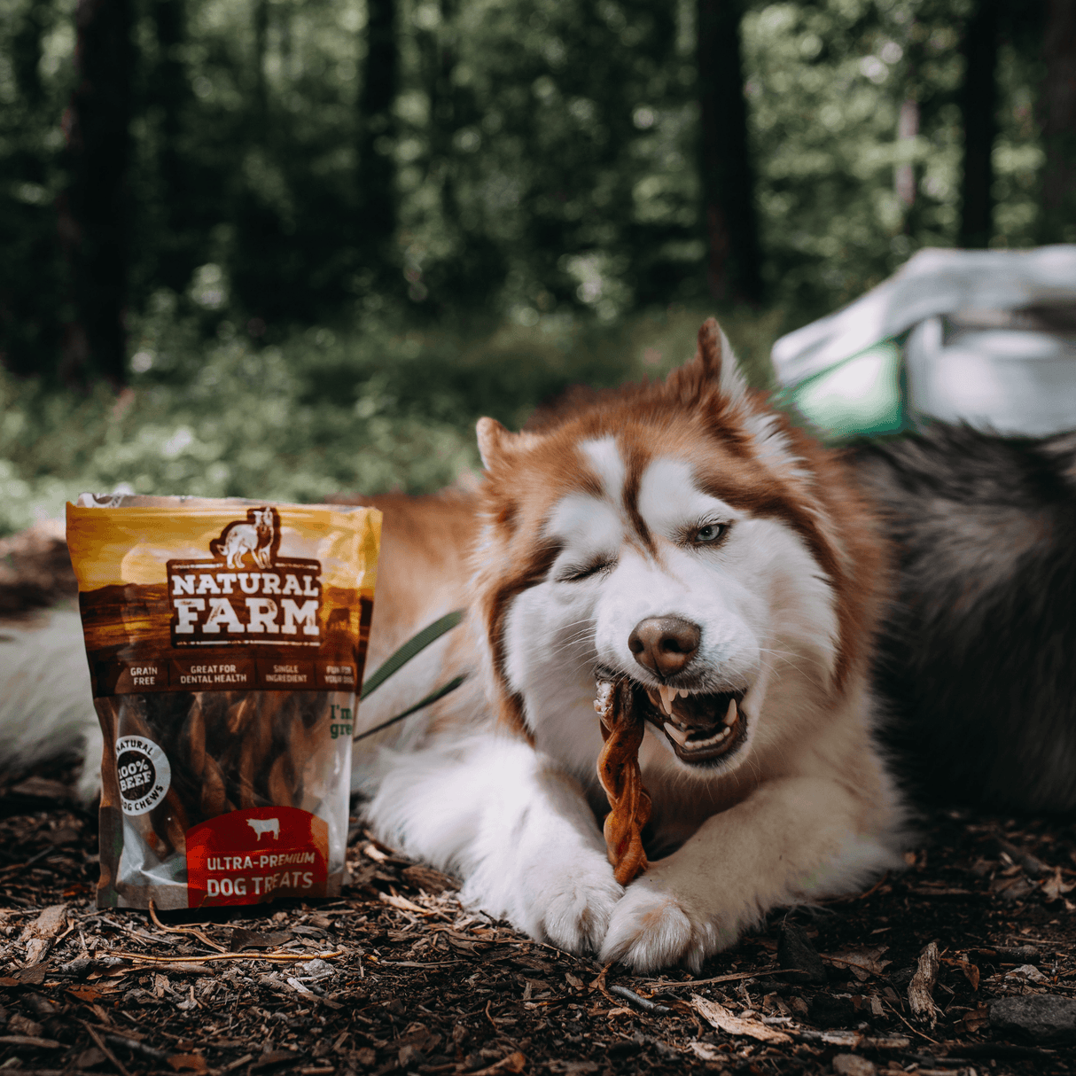 6 Inch Braided Bully Sticks Natural Farm Shop Bully Sticks